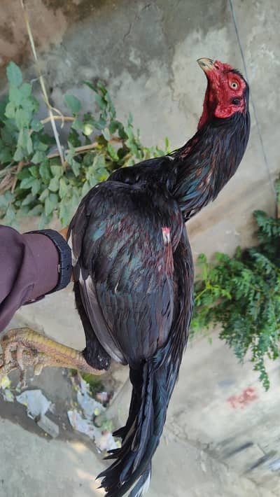 Mianwali aseel