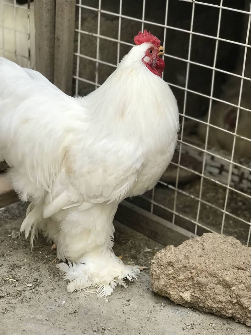 White Buff 0