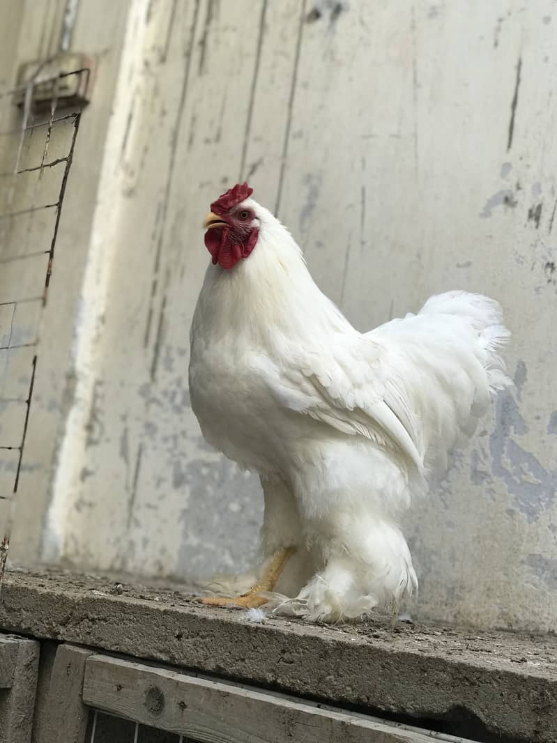 White Buff 1