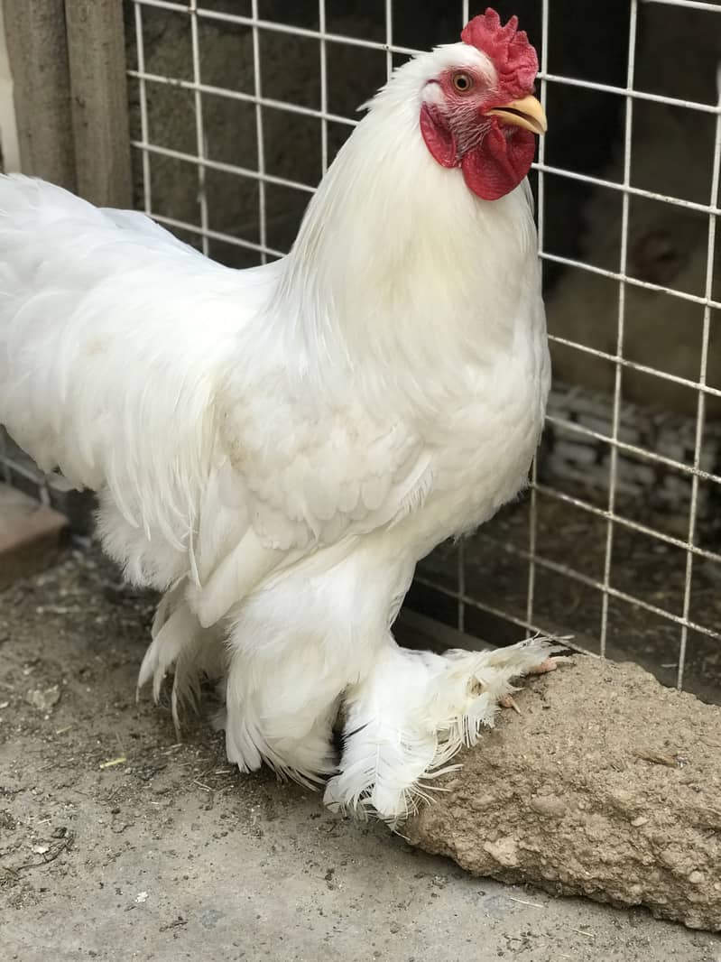 White Buff 2
