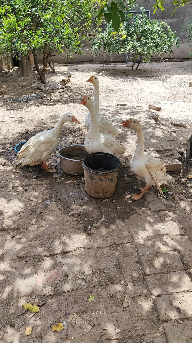 Long neck Duck