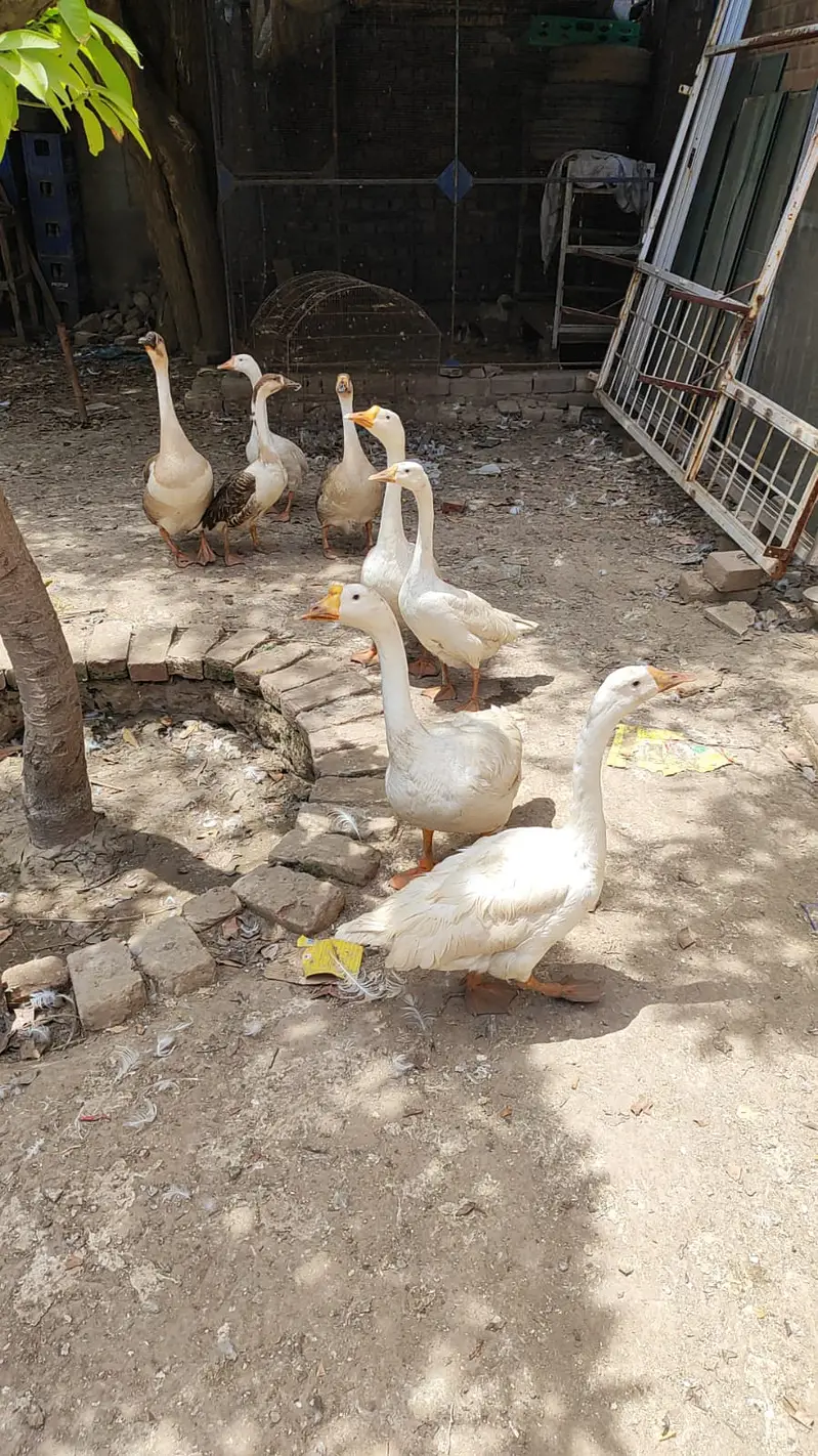 Long neck Duck — photo 2