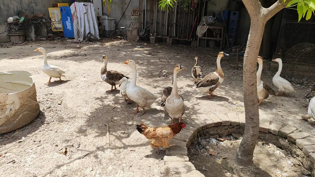 Long neck Duck — photo 3