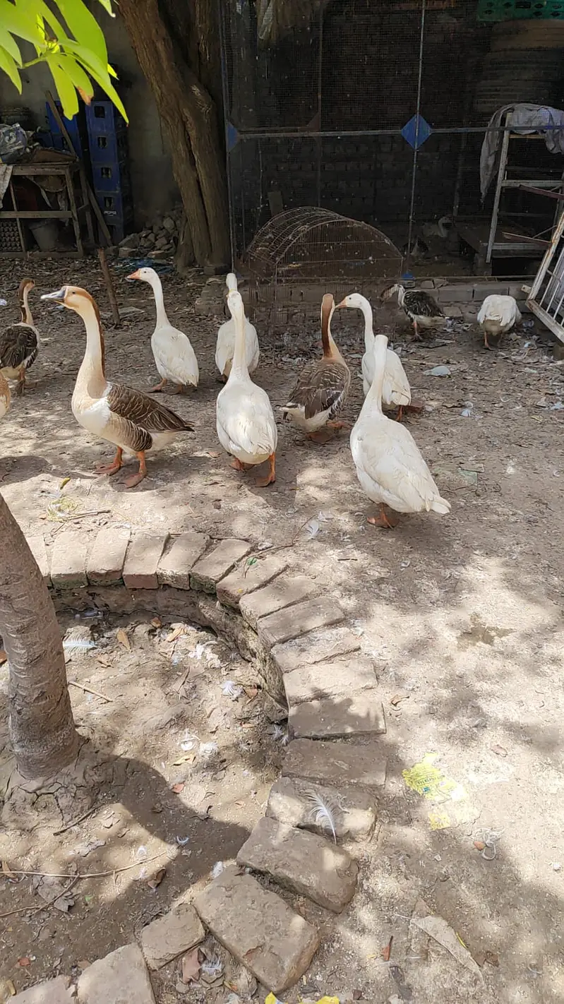 Long neck Duck — photo 4