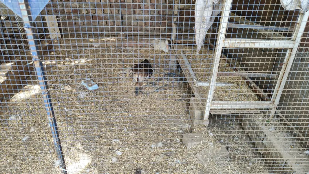 Long neck Duck — photo 5