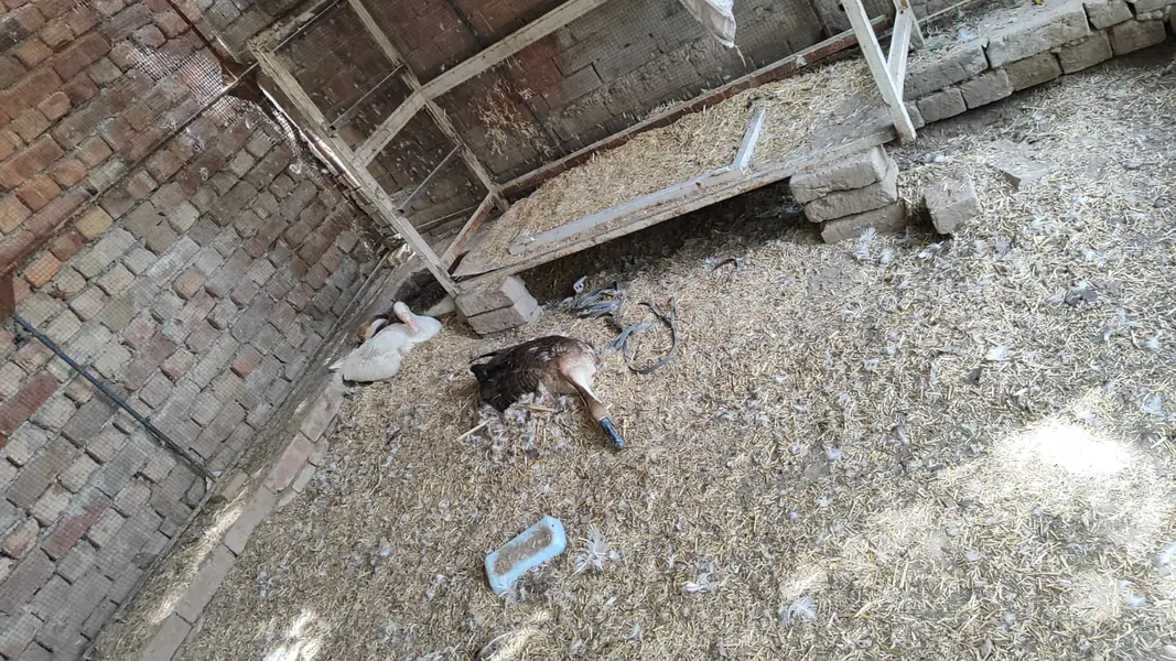 Long neck Duck — photo 7