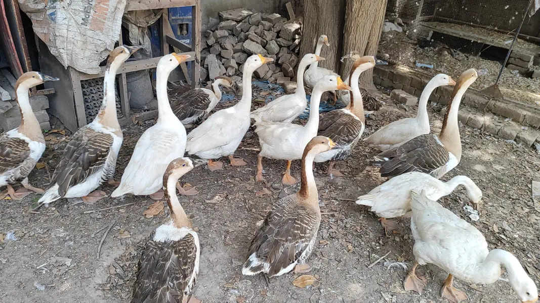 Long neck Duck — photo 8