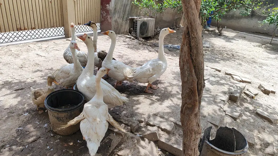 Long neck Duck — photo 9