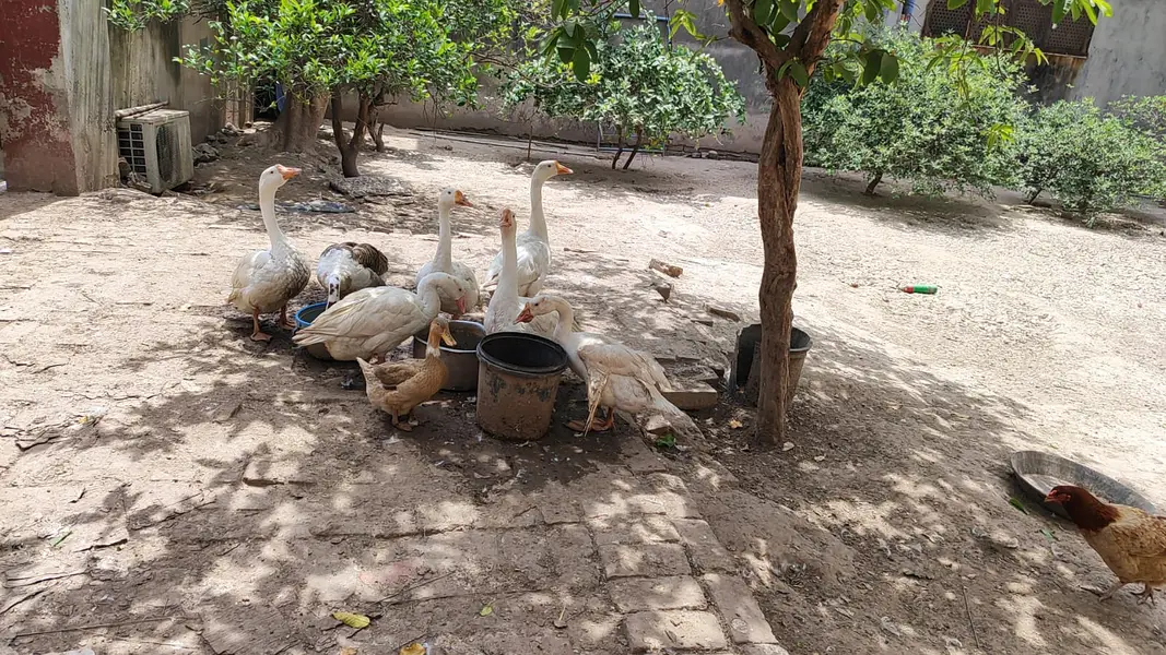 Long neck Duck — photo 10
