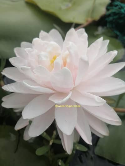water lily aquatic plants ,pond plants , lotus many varities