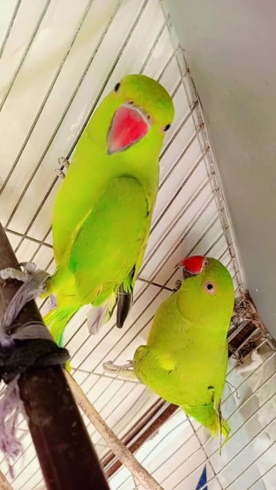 Rose Ringed parakeet Parrot