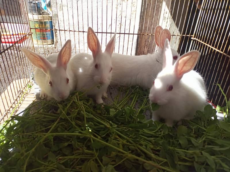 Rabbit Babies 0
