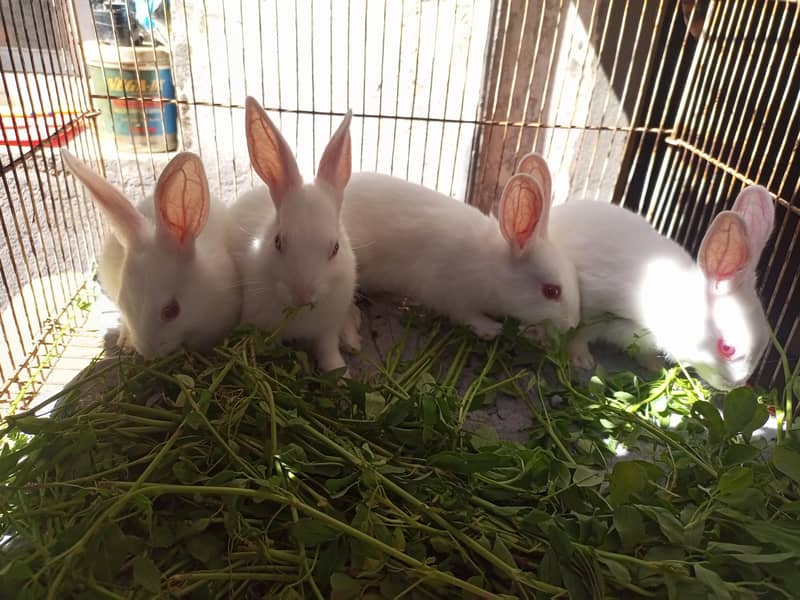 Rabbit Babies 1