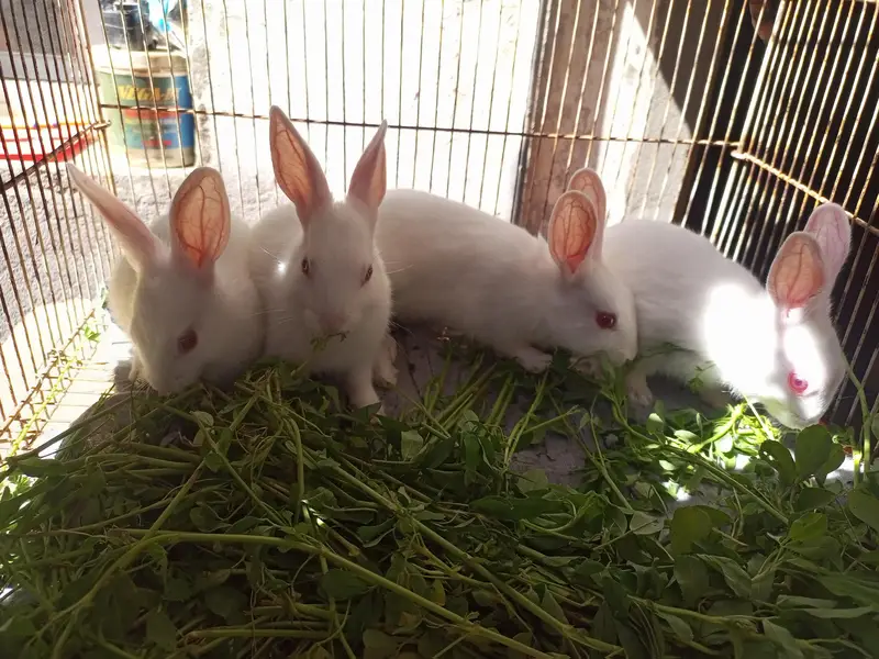 Rabbit Babies — photo 2