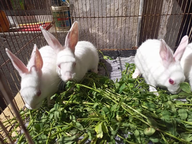 Rabbit Babies 2