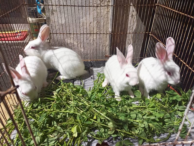 Rabbit Babies 3