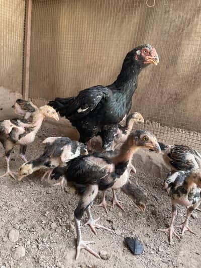 Muski madi or chicks Hi quality or ak lasani madi