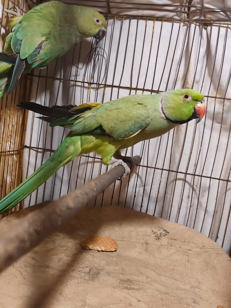 Parrot for sale