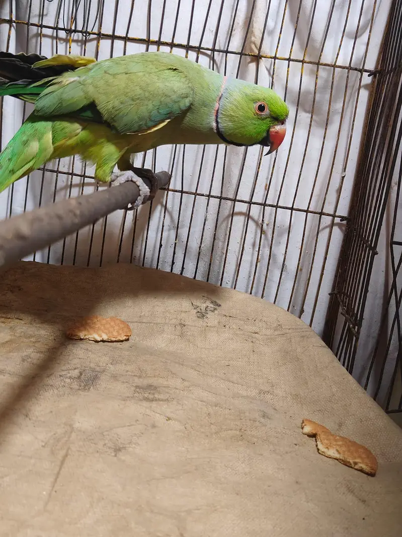 Parrot for sale — photo 2