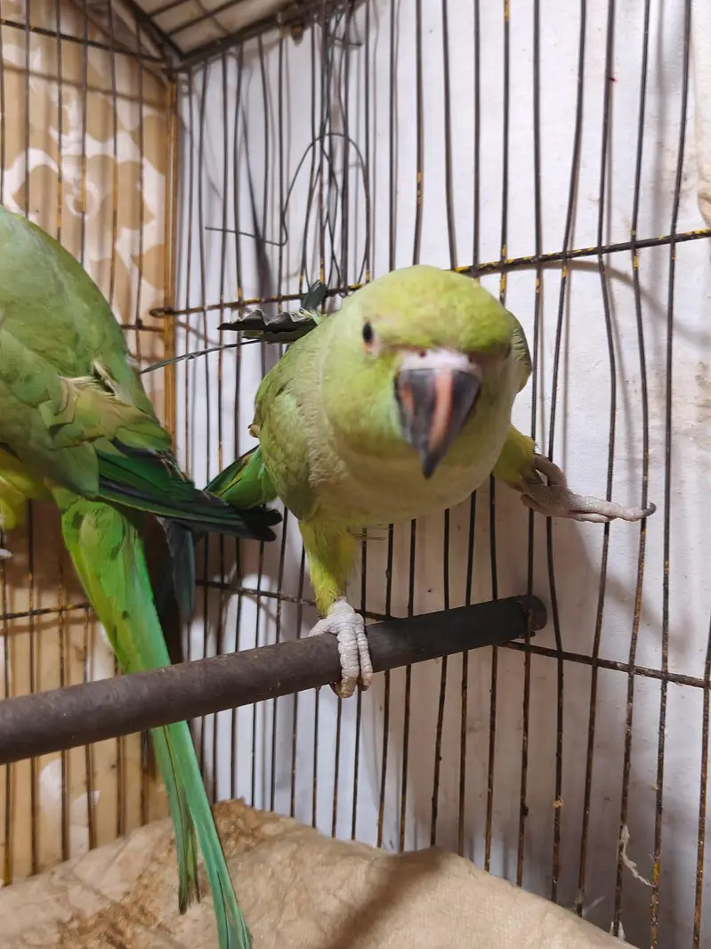 Parrot for sale — photo 3