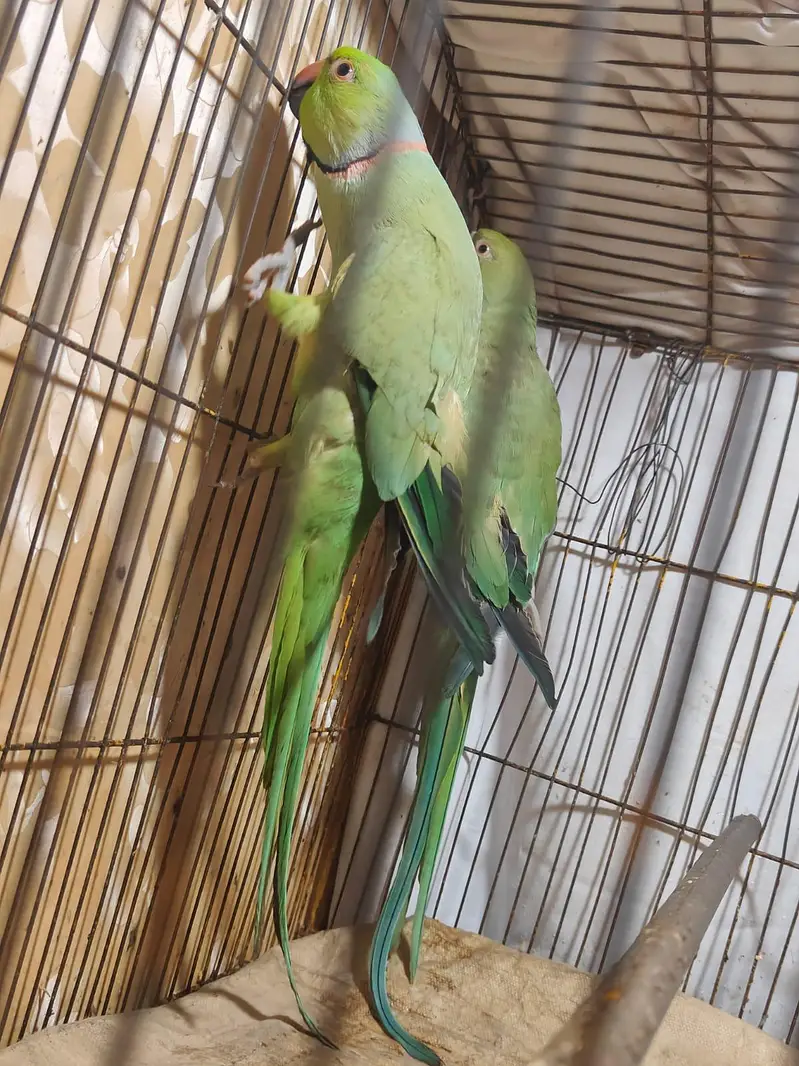 Parrot for sale — photo 4