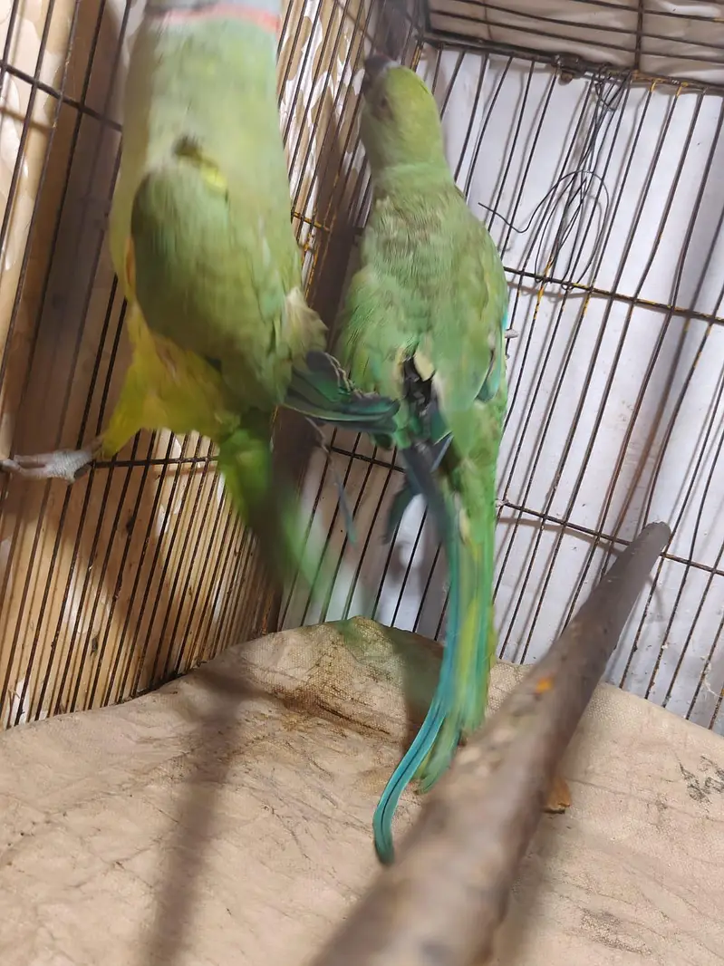 Parrot for sale — photo 5