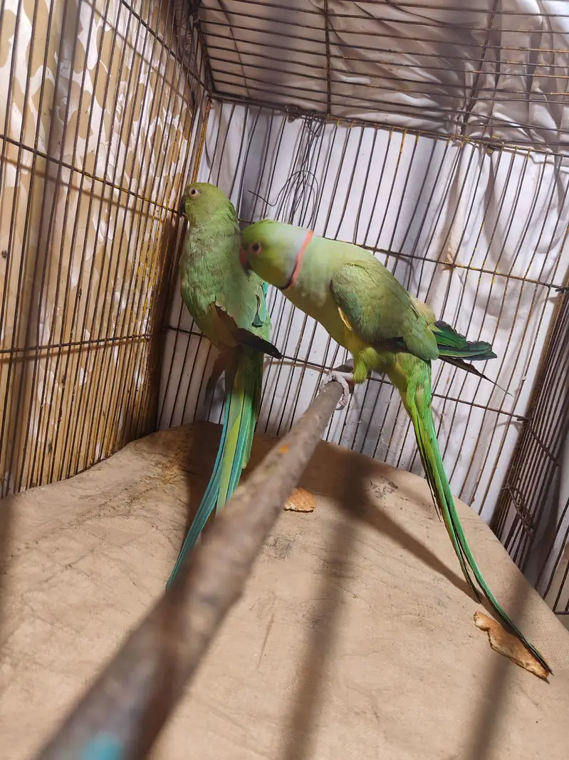 Parrot for sale — photo 6