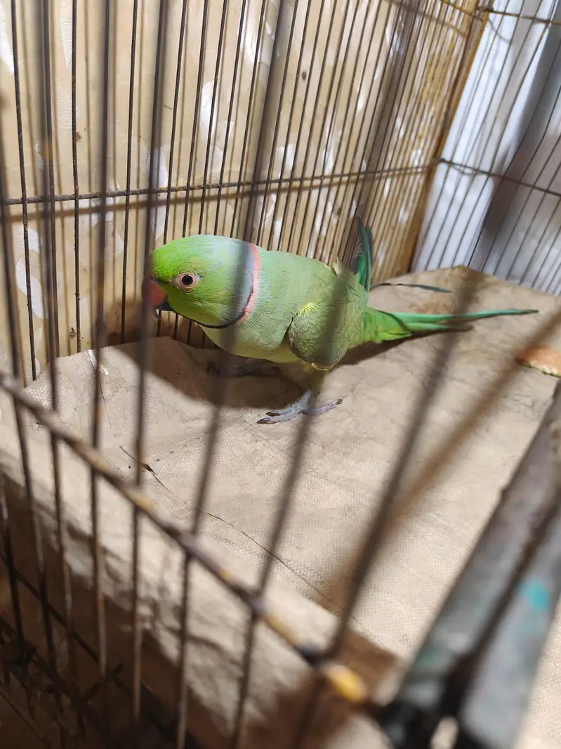 Parrot for sale — photo 7