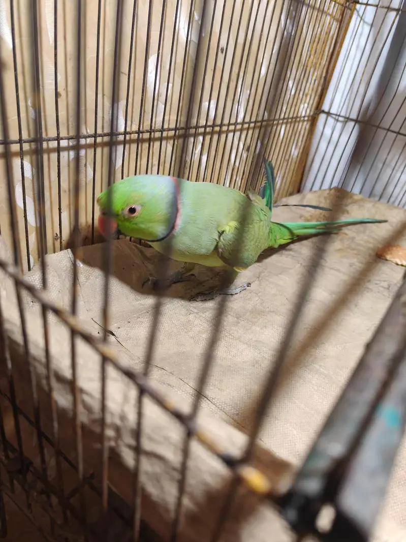 Parrot for sale — photo 8