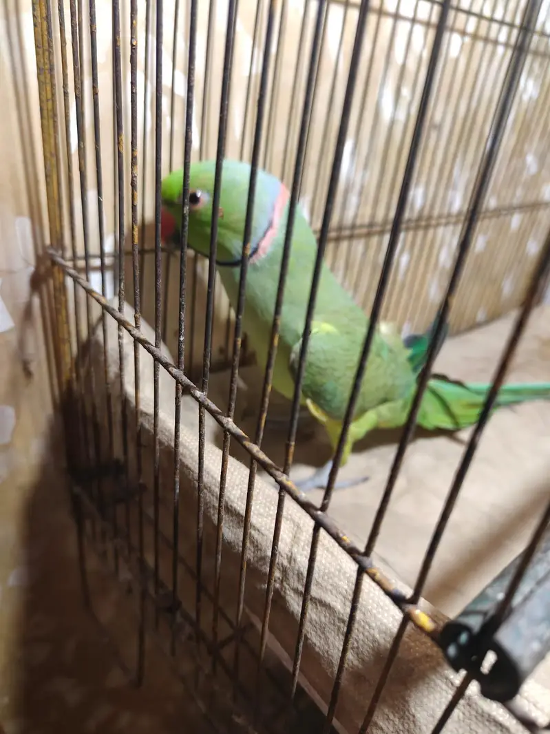 Parrot for sale — photo 9