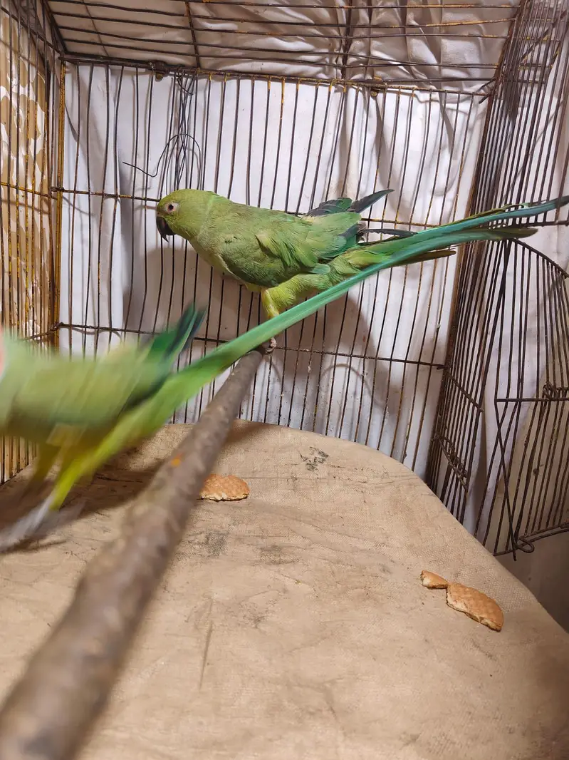Parrot for sale — photo 10