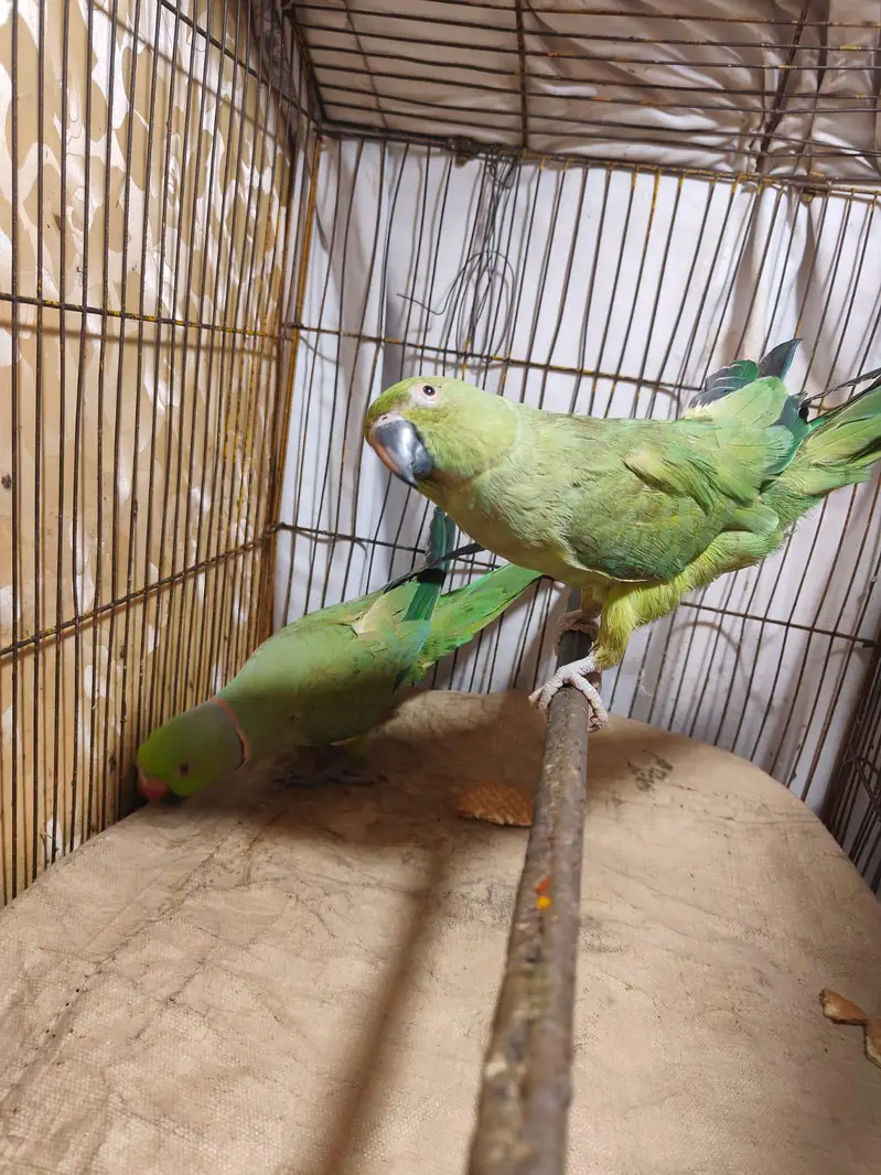 Parrot for sale — photo 11