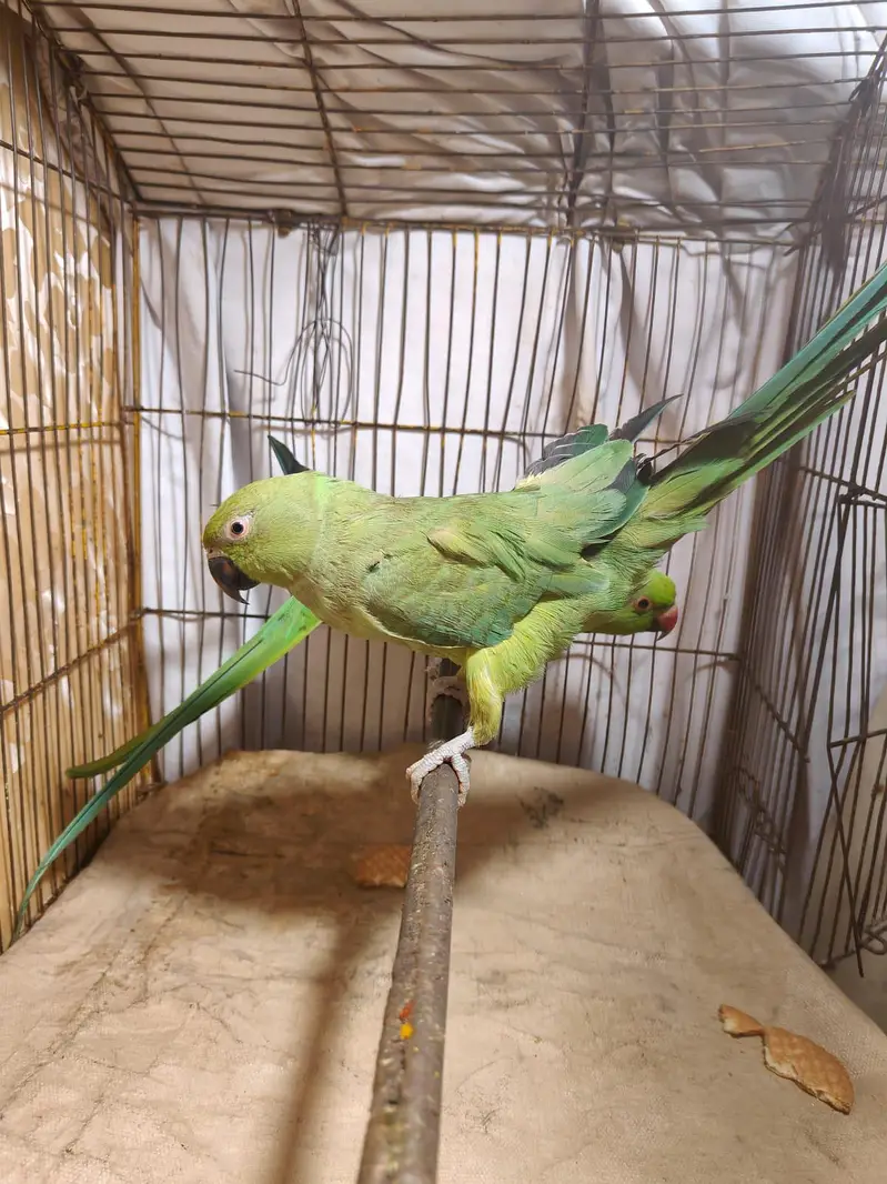 Parrot for sale — photo 12