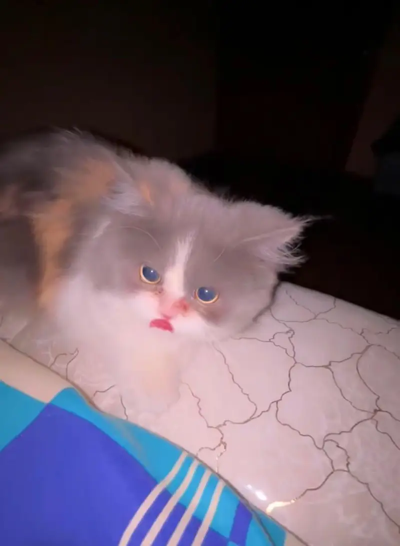 persina cat