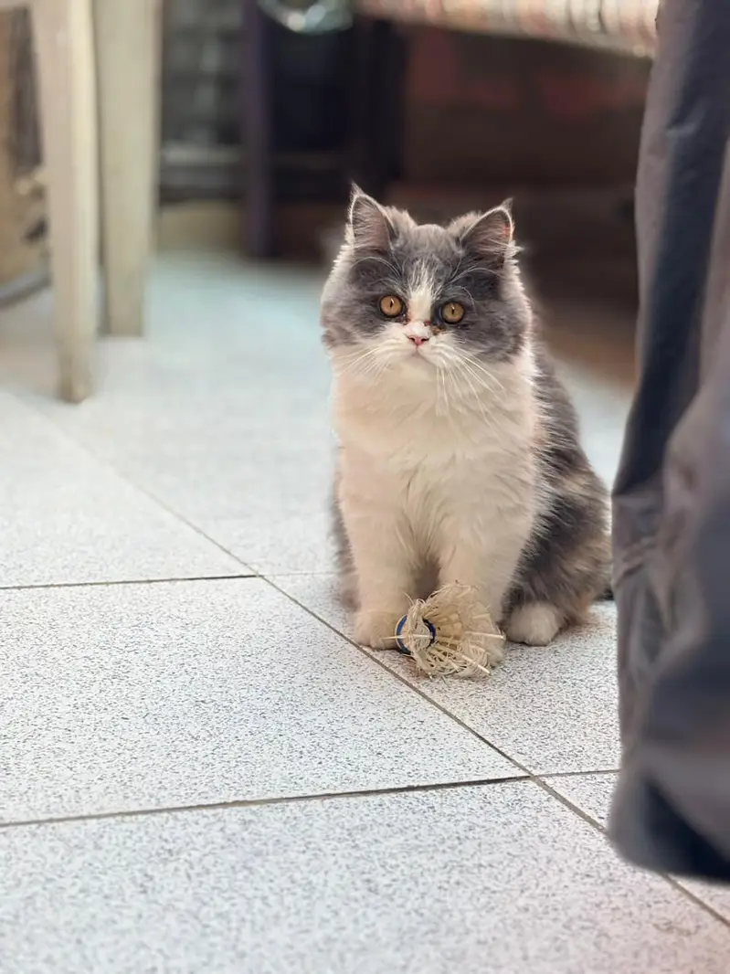 persina cat — photo 2