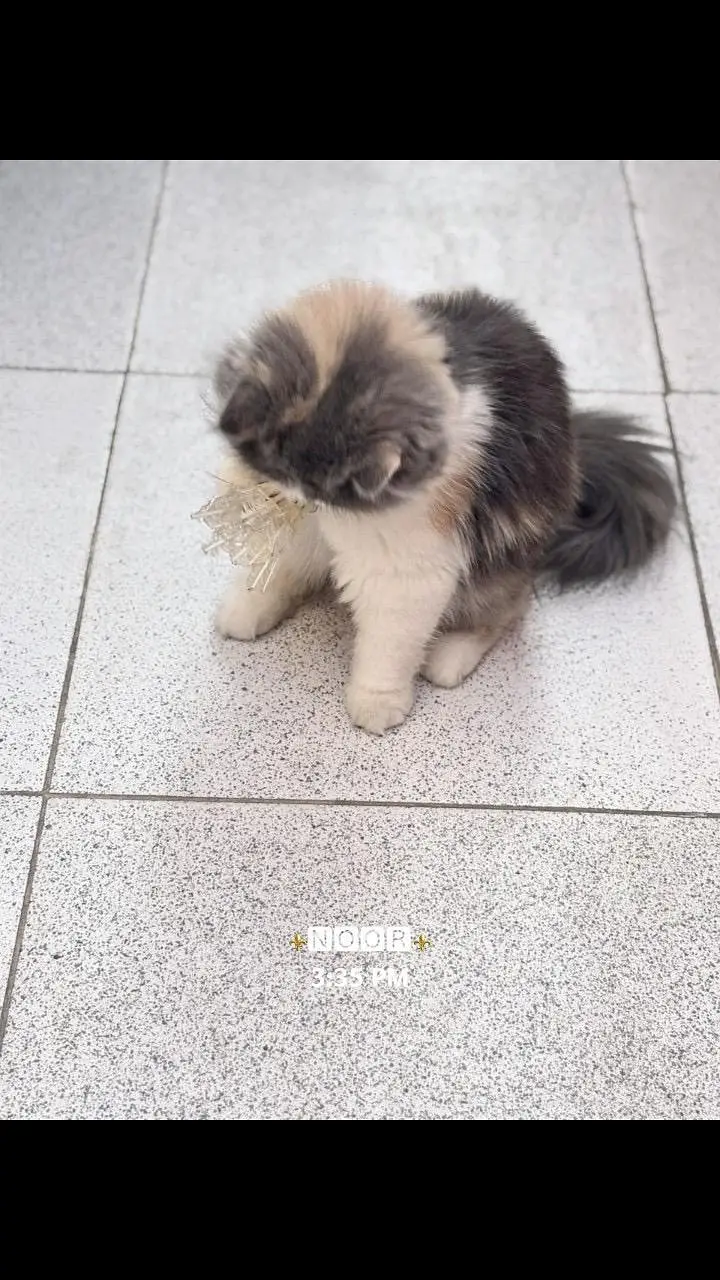 persina cat — photo 3