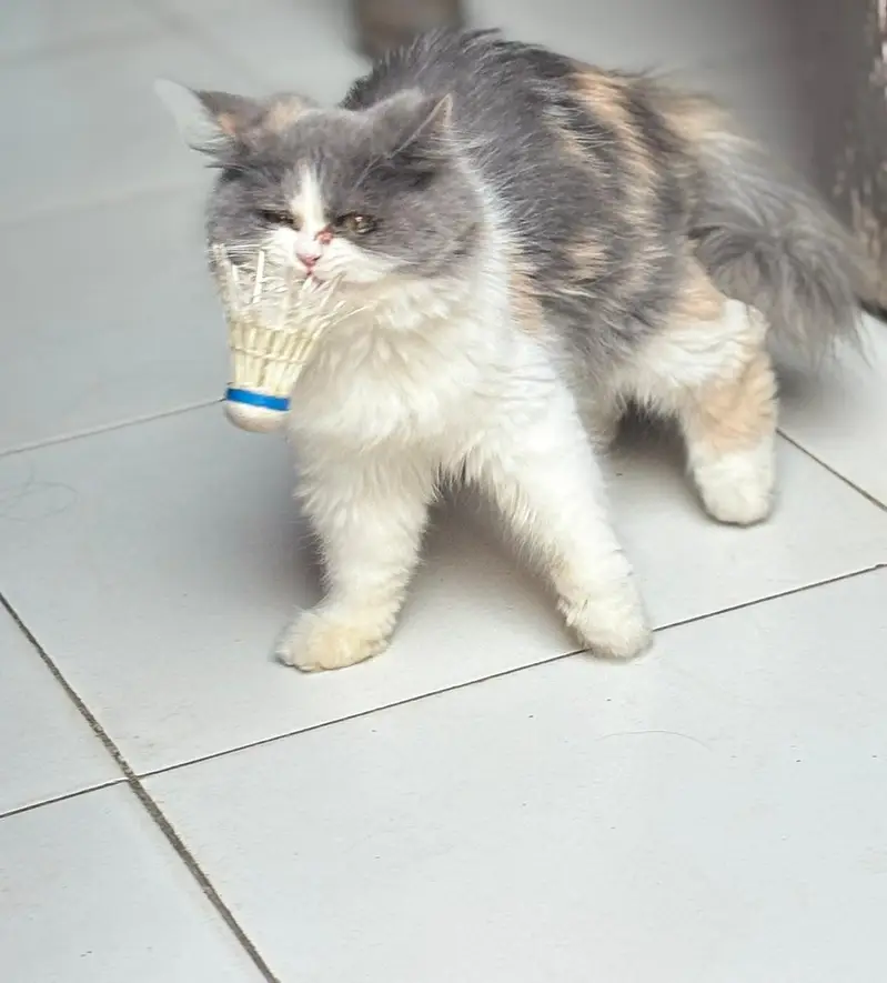 persina cat — photo 4