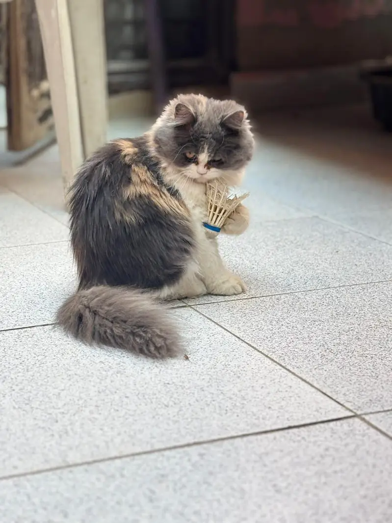 persina cat — photo 6