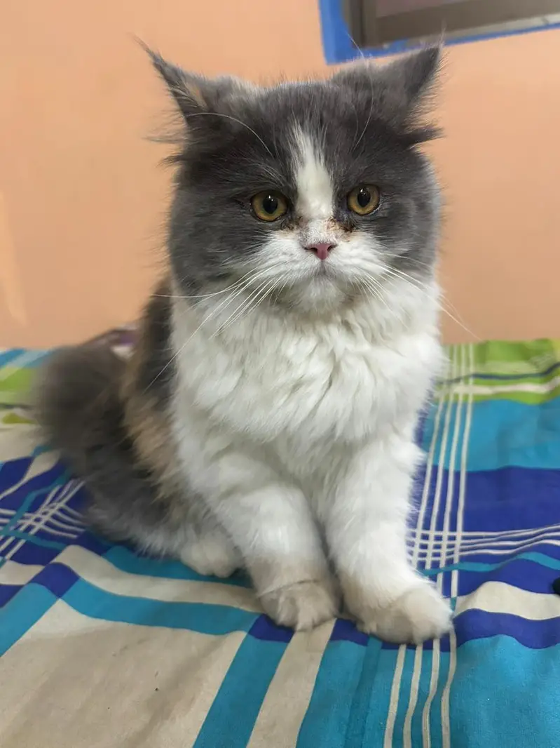 persina cat — photo 7