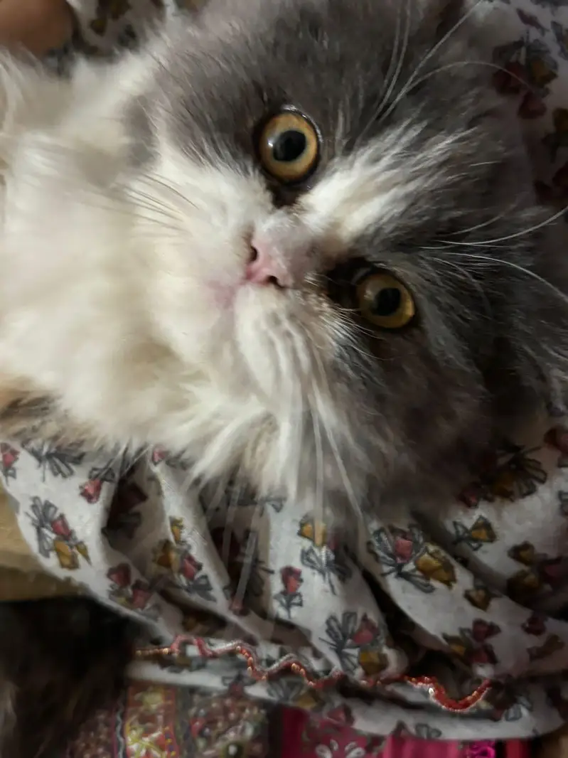 persina cat — photo 8
