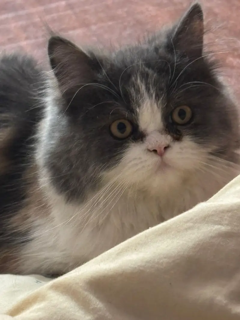 persina cat — photo 9