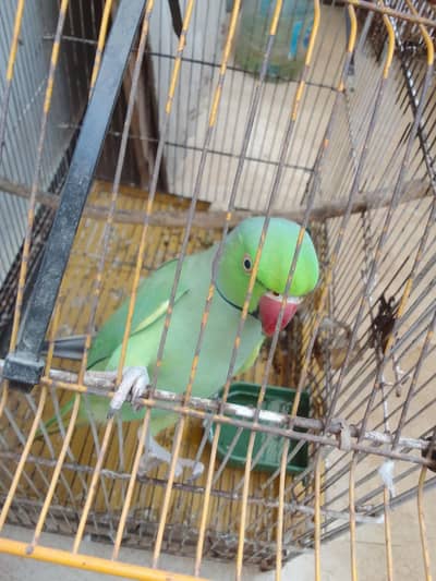 green ringneck male for sale