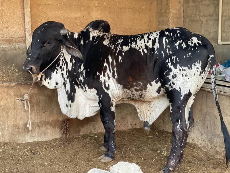 All cows 0