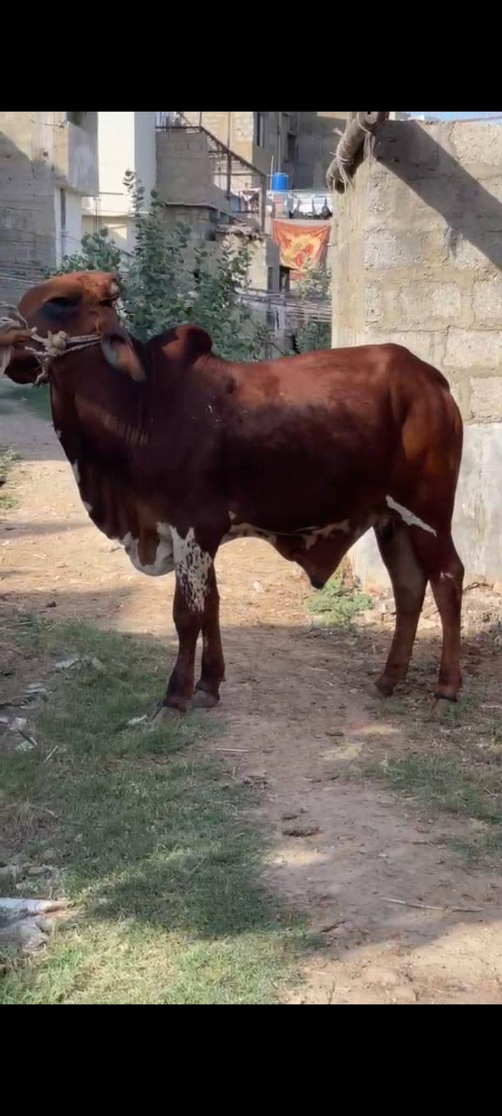 All cows 4