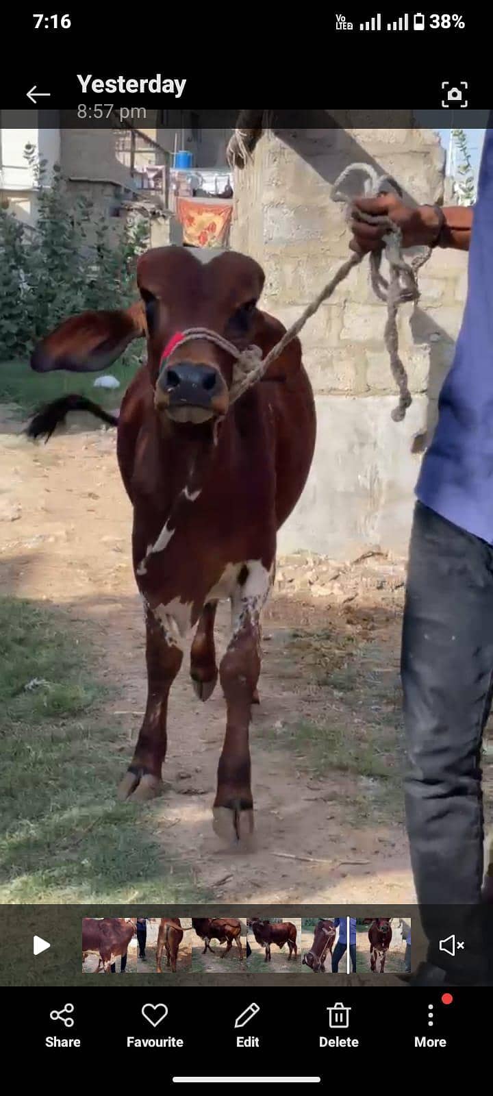 All cows 5