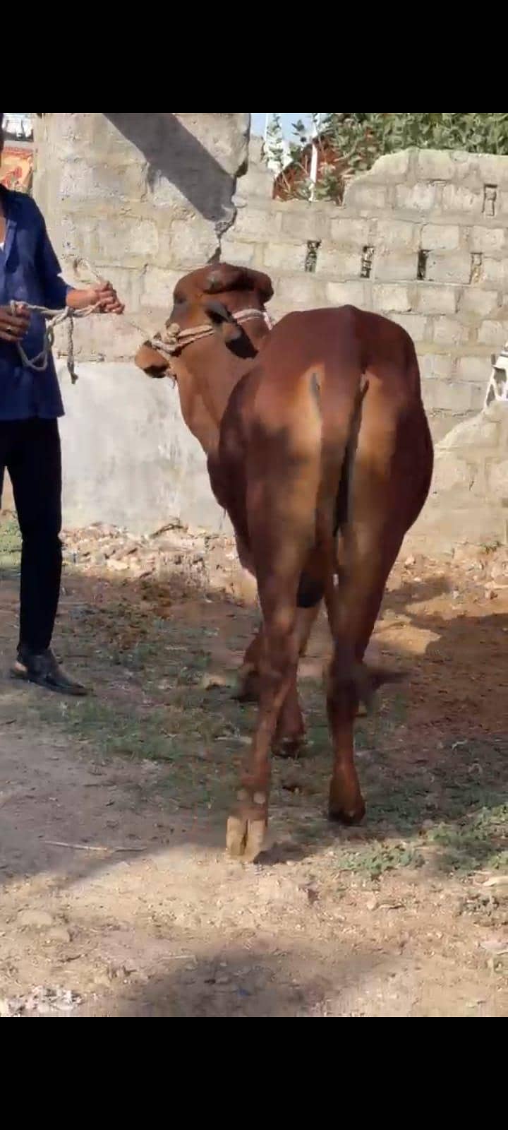 All cows 6