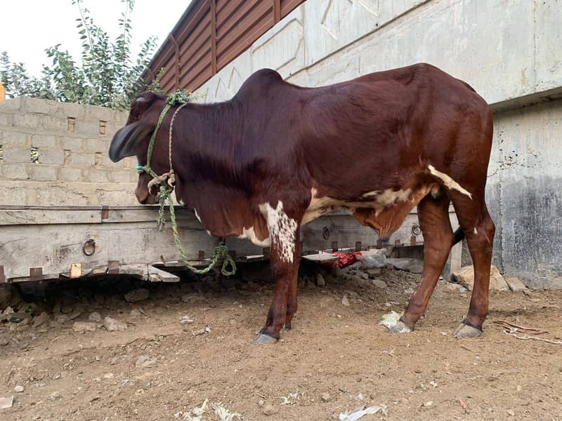 All cows 7