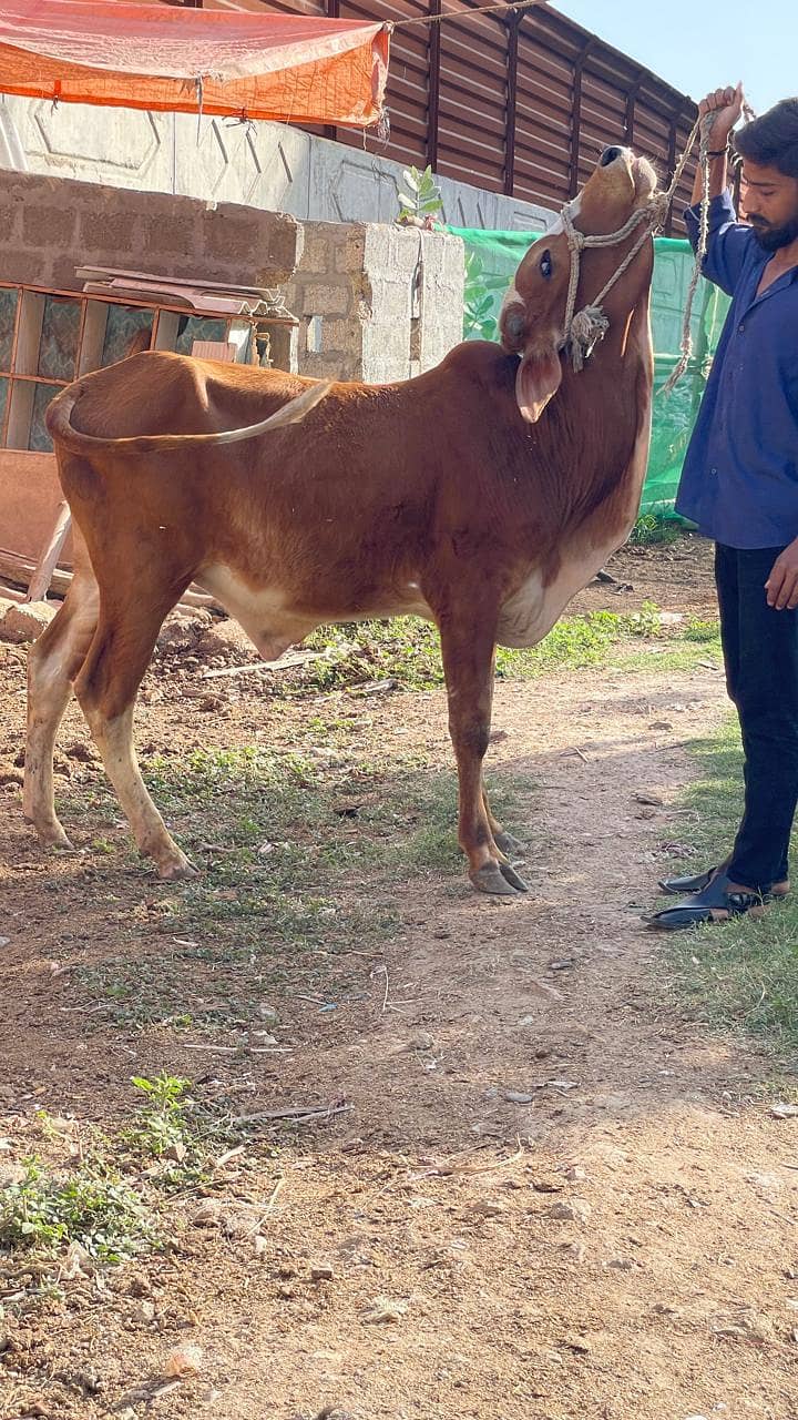 All cows 8