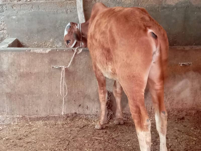 All cows 9