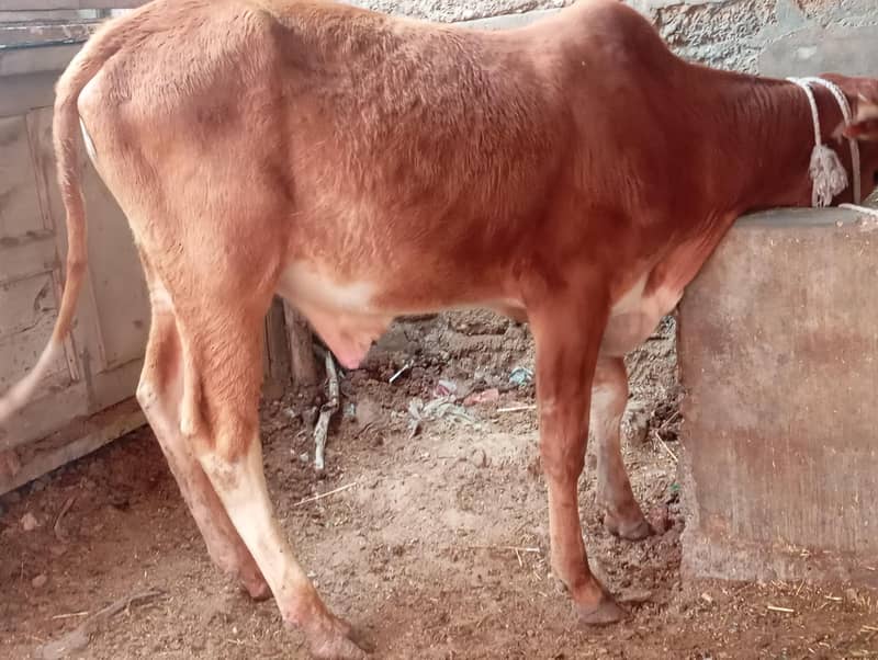 All cows 11